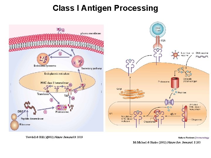 Class I Antigen Processing Yewdell & Hill (@002) Nature Immunol 3: 1019 Mc. Michael