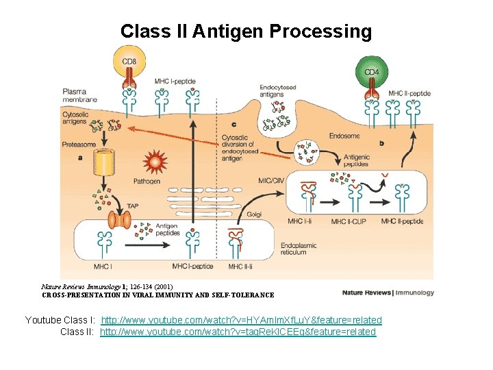 Class II Antigen Processing Nature Reviews Immunology 1; 126 -134 (2001) CROSS-PRESENTATION IN VIRAL