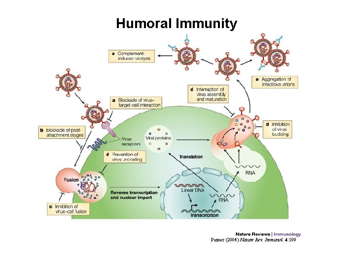 Humoral Immunity Pazner (2004) Nature Rev. Immunol. 4: 199 