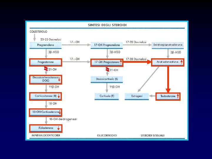Deidroepiandrosterone 3β-HSD Androstenedione 11β-OH 18 -OH deidrogenasi 11β-OH 