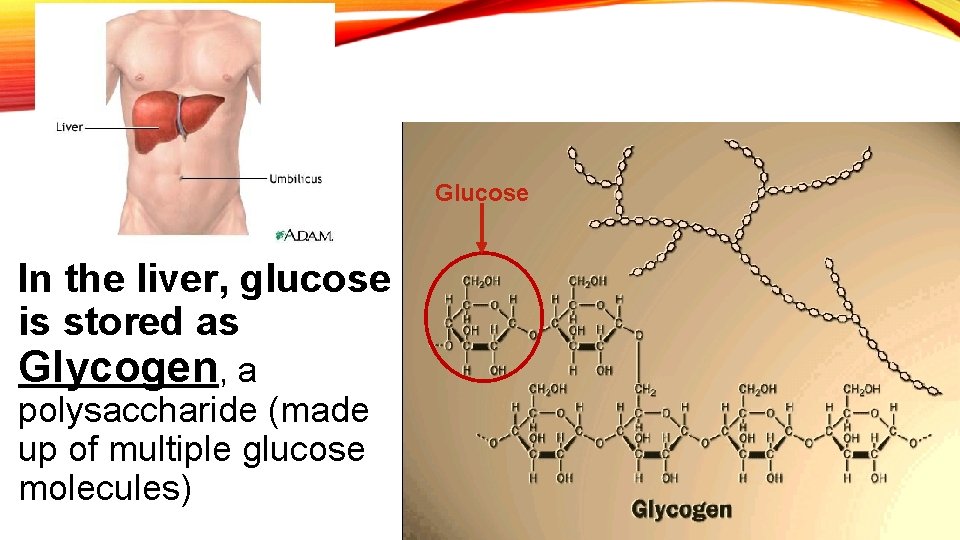 Glucose In the liver, glucose is stored as Glycogen, a polysaccharide (made up of