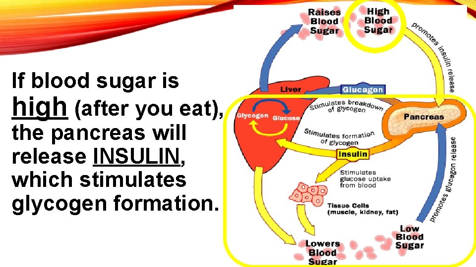 If blood sugar is high (after you eat), the pancreas will release INSULIN, which