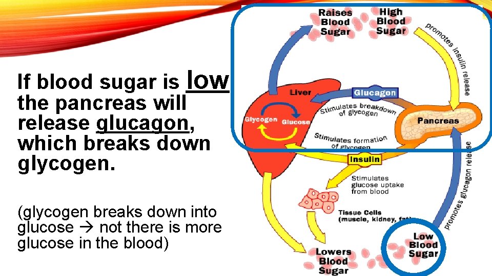 If blood sugar is low, the pancreas will release glucagon, which breaks down glycogen.