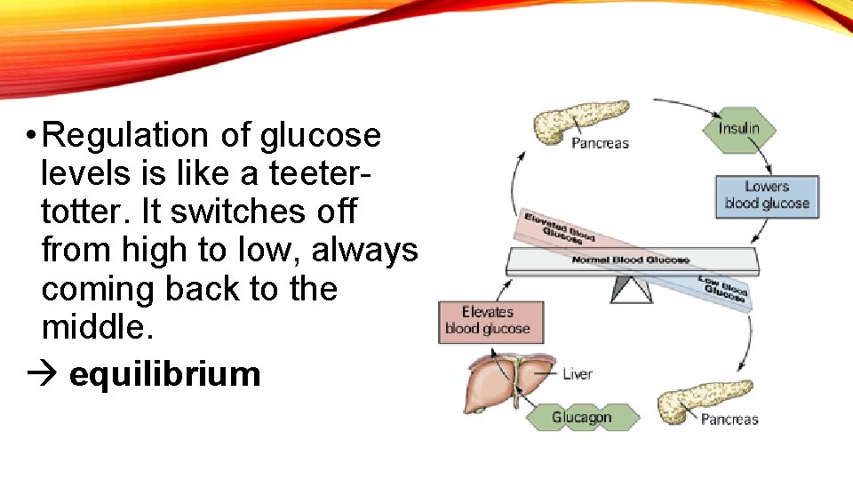  • Regulation of glucose levels is like a teetertotter. It switches off from