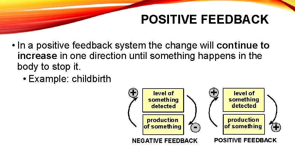 POSITIVE FEEDBACK • In a positive feedback system the change will continue to increase