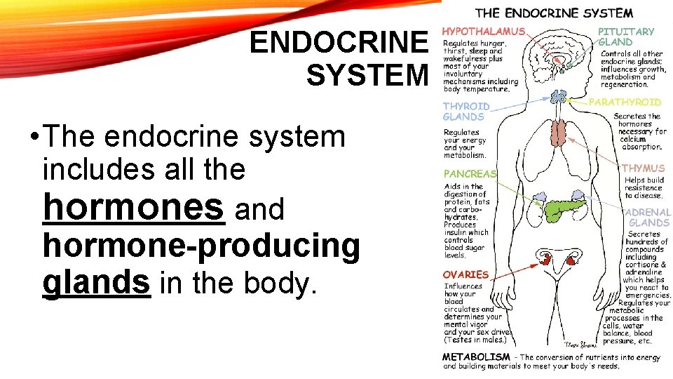ENDOCRINE SYSTEM • The endocrine system includes all the hormones and hormone-producing glands in