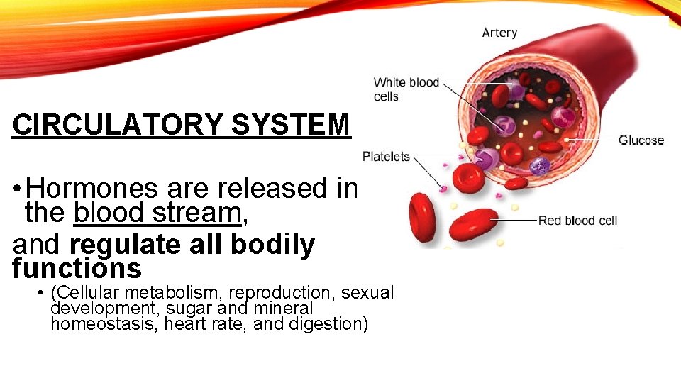 CIRCULATORY SYSTEM • Hormones are released into the blood stream, and regulate all bodily