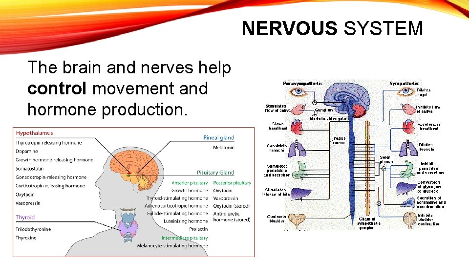 NERVOUS SYSTEM The brain and nerves help control movement and hormone production. 