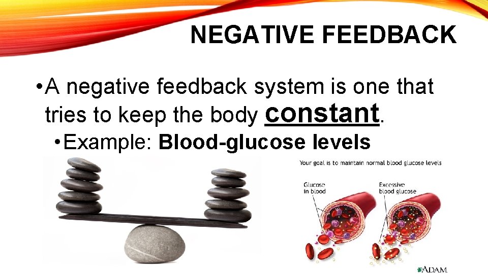 NEGATIVE FEEDBACK • A negative feedback system is one that tries to keep the