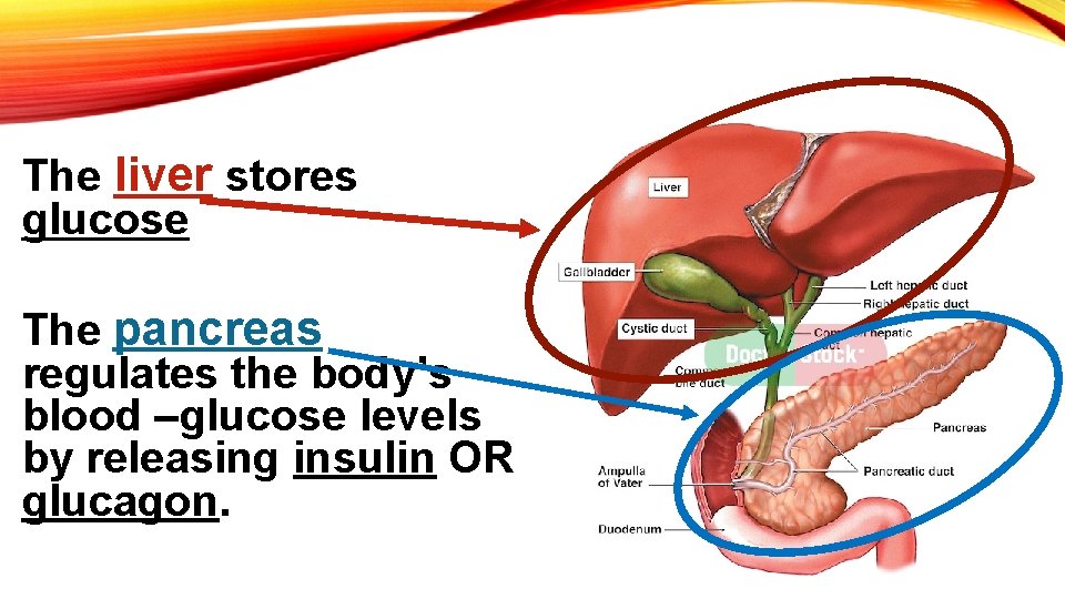 The liver stores glucose The pancreas regulates the body’s blood –glucose levels by releasing