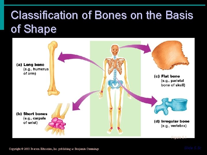 Classification of Bones on the Basis of Shape Figure 5. 1 Copyright © 2003