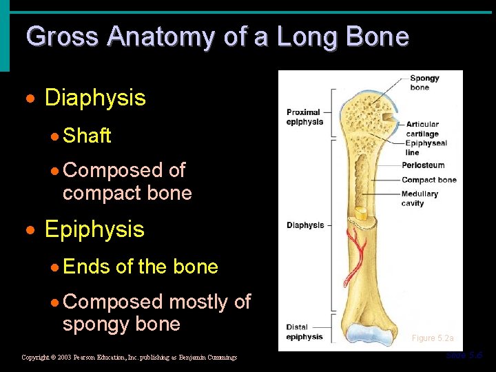 Gross Anatomy of a Long Bone · Diaphysis · Shaft · Composed of compact