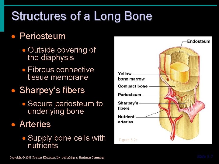 Structures of a Long Bone · Periosteum · Outside covering of the diaphysis ·