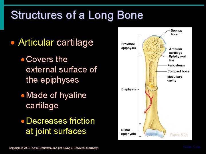 Structures of a Long Bone · Articular cartilage · Covers the external surface of