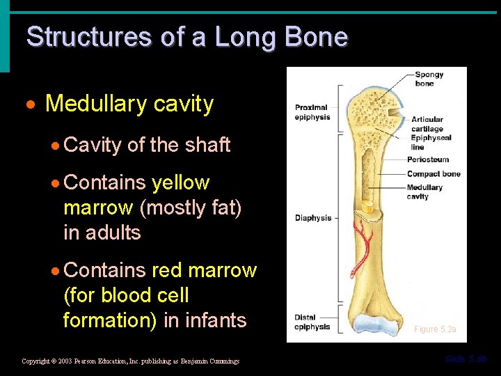 Structures of a Long Bone · Medullary cavity · Cavity of the shaft ·