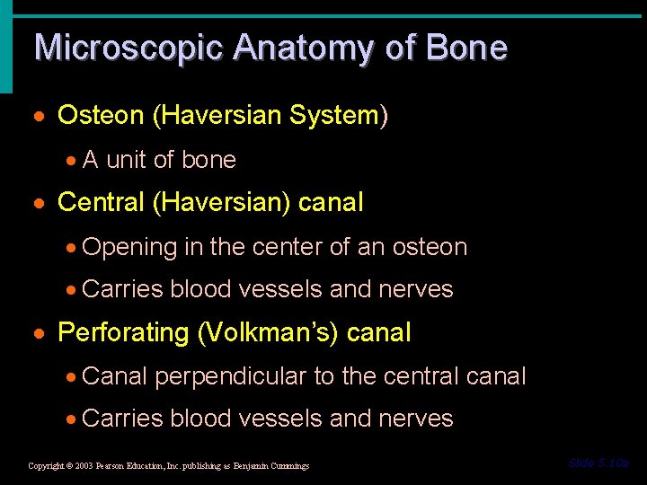 Microscopic Anatomy of Bone · Osteon (Haversian System) · A unit of bone ·