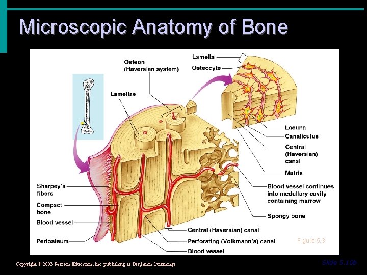 Microscopic Anatomy of Bone Figure 5. 3 Copyright © 2003 Pearson Education, Inc. publishing