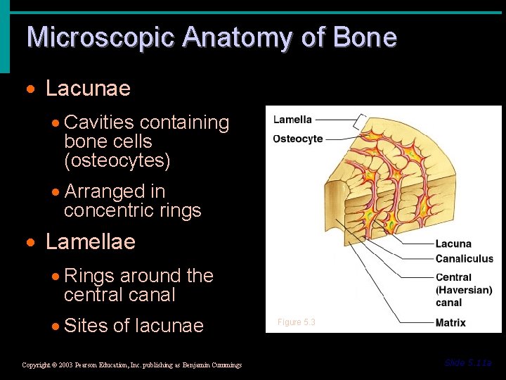 Microscopic Anatomy of Bone · Lacunae · Cavities containing bone cells (osteocytes) · Arranged
