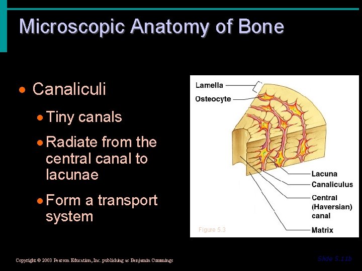 Microscopic Anatomy of Bone · Canaliculi · Tiny canals · Radiate from the central