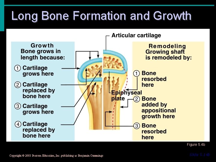 Long Bone Formation and Growth Figure 5. 4 b Copyright © 2003 Pearson Education,