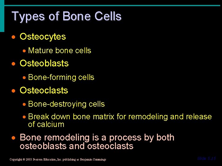 Types of Bone Cells · Osteocytes · Mature bone cells · Osteoblasts · Bone-forming