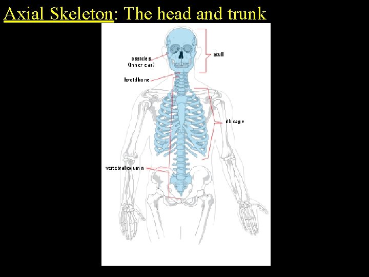 Axial Skeleton: The head and trunk 