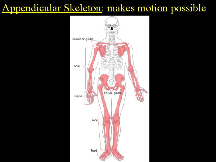 Appendicular Skeleton: makes motion possible 