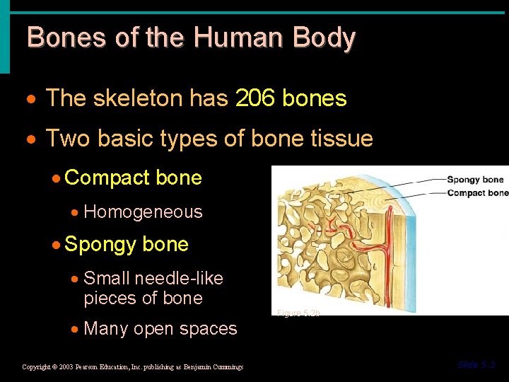 Bones of the Human Body · The skeleton has 206 bones · Two basic
