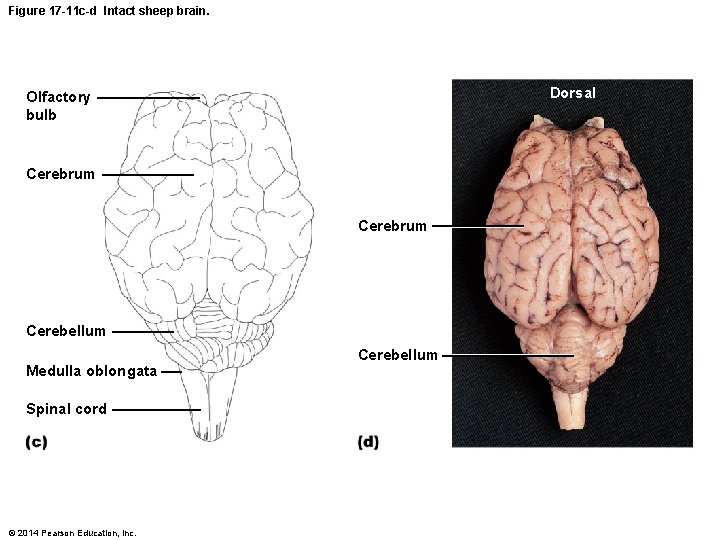 Figure 17 -11 c-d Intact sheep brain. Dorsal Olfactory bulb Cerebrum Cerebellum Medulla oblongata