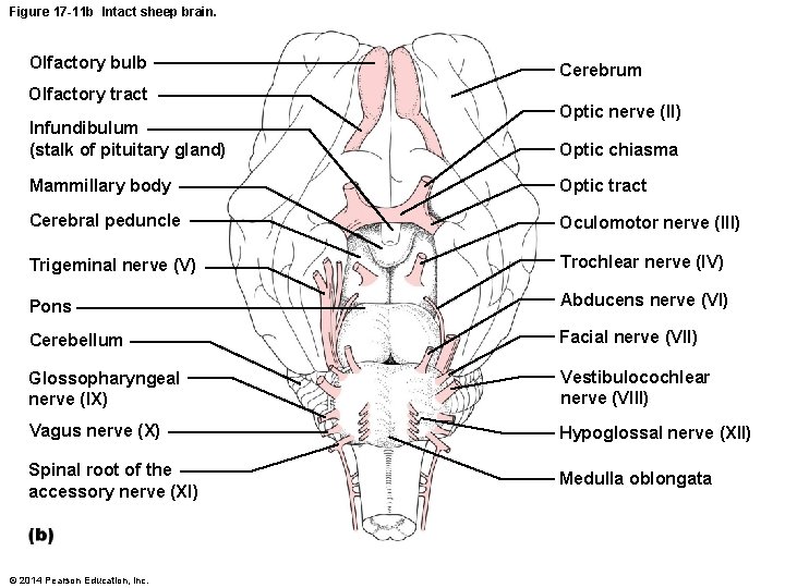 Figure 17 -11 b Intact sheep brain. Olfactory bulb Olfactory tract Infundibulum (stalk of