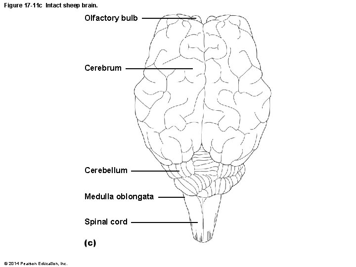Figure 17 -11 c Intact sheep brain. Olfactory bulb Cerebrum Cerebellum Medulla oblongata Spinal