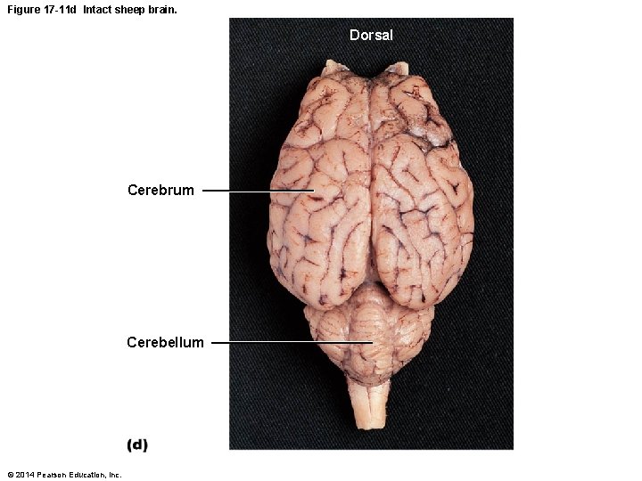 Figure 17 -11 d Intact sheep brain. Dorsal Cerebrum Cerebellum © 2014 Pearson Education,