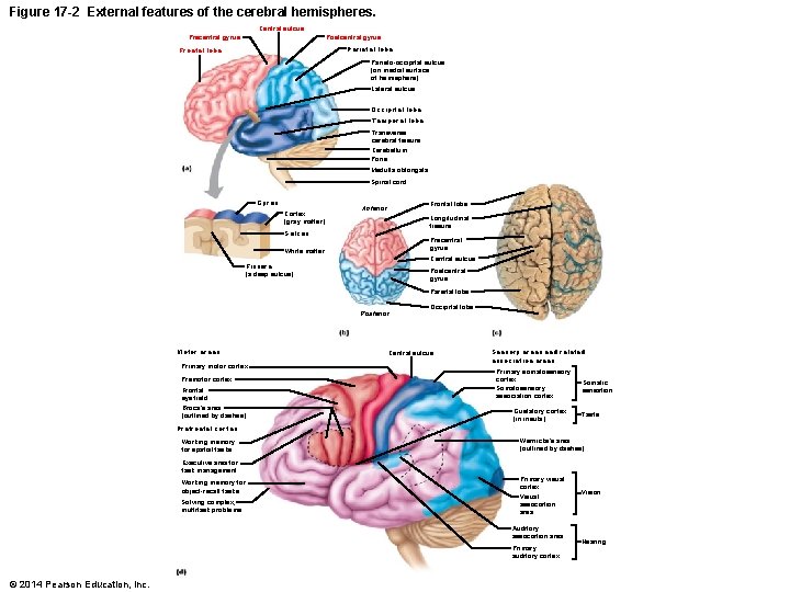 Figure 17 -2 External features of the cerebral hemispheres. Central sulcus Precentral gyrus Postcentral