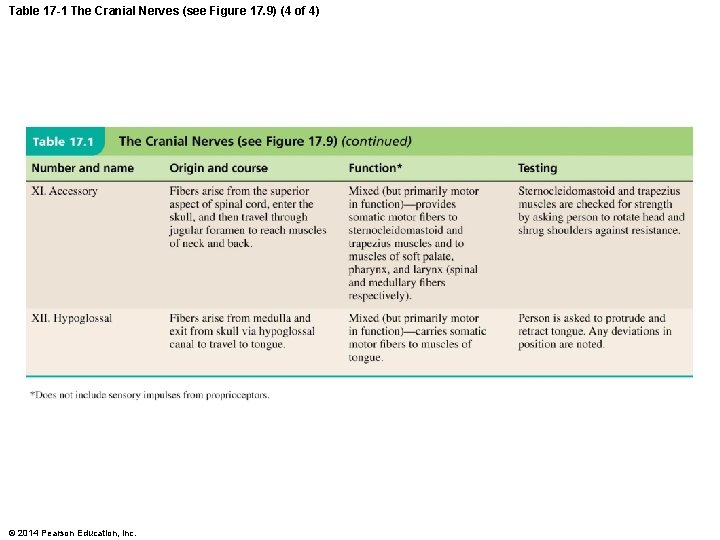 Table 17 -1 The Cranial Nerves (see Figure 17. 9) (4 of 4) ©