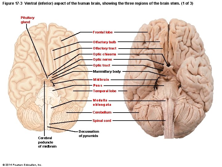 Figure 17 -3 Ventral (inferior) aspect of the human brain, showing the three regions