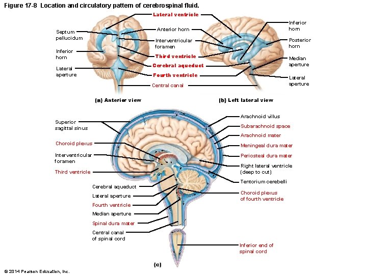 Figure 17 -8 Location and circulatory pattern of cerebrospinal fluid. Lateral ventricle Inferior horn