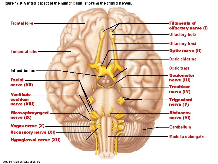 Figure 17 -9 Ventral aspect of the human brain, showing the cranial nerves. Frontal