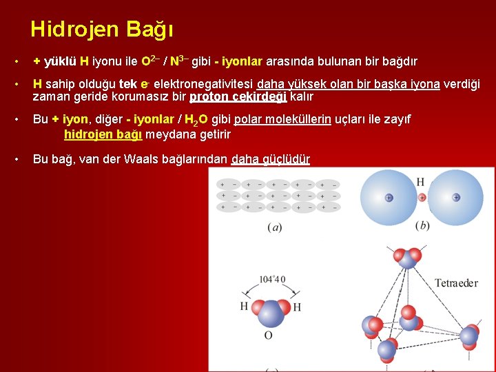 Hidrojen Bağı • + yüklü H iyonu ile O 2– / N 3– gibi