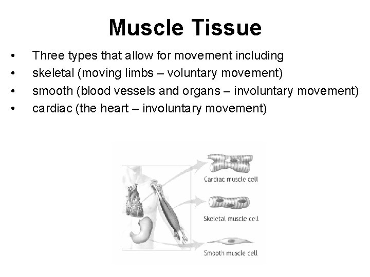 Muscle Tissue • • Three types that allow for movement including skeletal (moving limbs