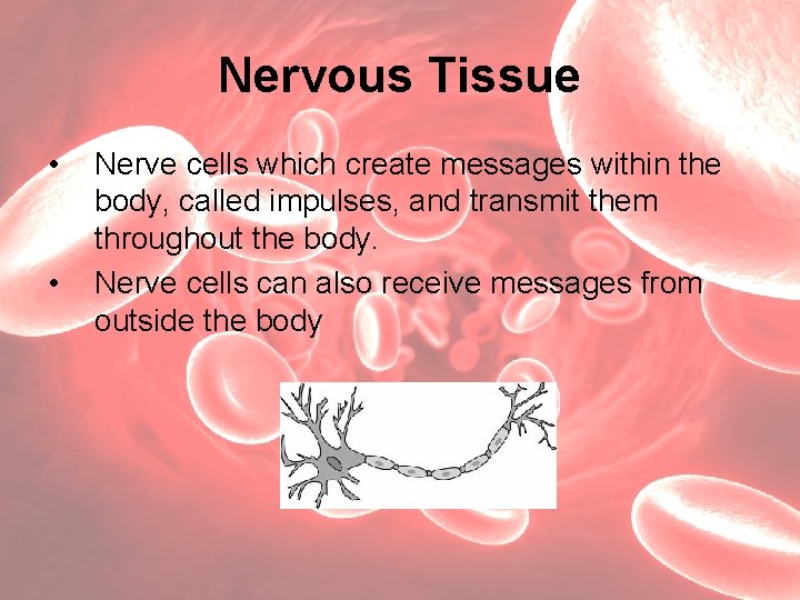 Nervous Tissue • • Nerve cells which create messages within the body, called impulses,