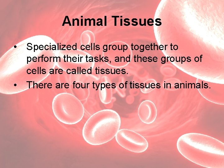 Animal Tissues • Specialized cells group together to perform their tasks, and these groups
