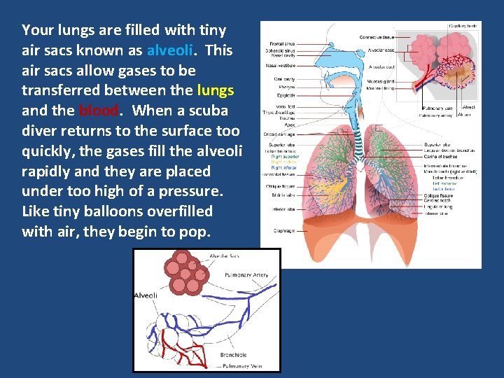 Your lungs are filled with tiny air sacs known as alveoli. This air sacs