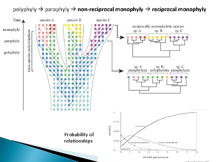 polyphyly paraphyly non-reciprocal monophyly Probability of relationships 