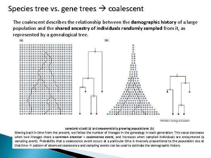 Species tree vs. gene trees coalescent The coalescent describes the relationship between the demographic