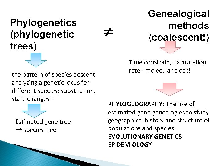 Phylogenetics (phylogenetic trees) the pattern of species descent analyzing a genetic locus for different