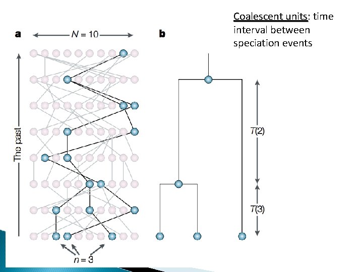 Coalescent units: units time interval between speciation events 