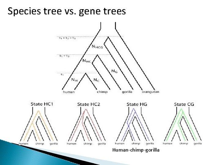 S p e c i e s t r e e v s. g