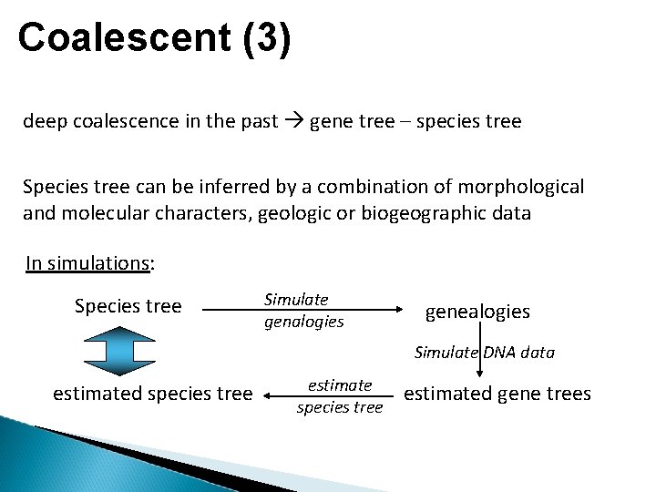 Coalescent (3) deep coalescence in the past gene tree – species tree Species tree