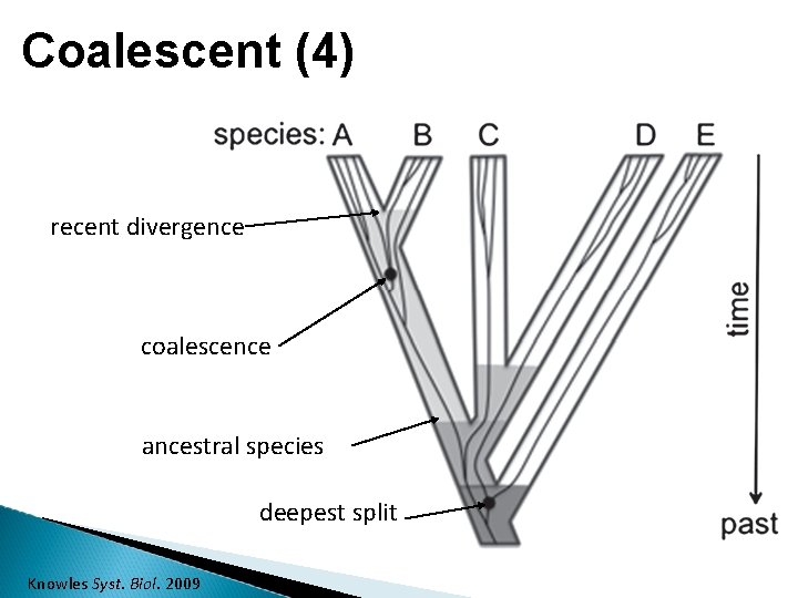 Coalescent (4) recent divergence coalescence ancestral species deepest split Knowles Syst. Biol. 2009 
