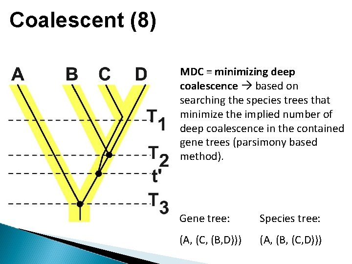 Coalescent (8) MDC = minimizing deep coalescence based on searching the species trees that